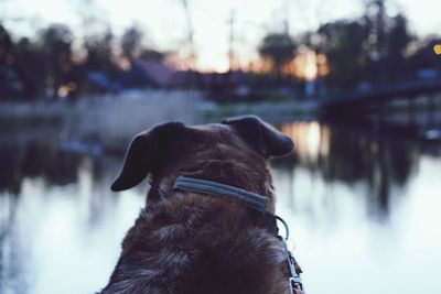 Dog looking away