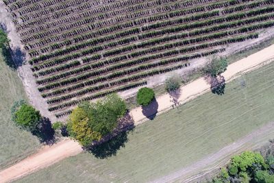 High angle view of plants growing on field