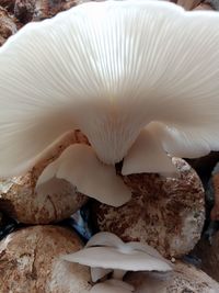 oyster mushroom