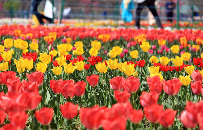 Close-up of tulips in field