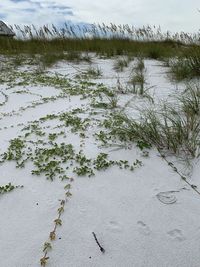 Scenic view of beach during winter