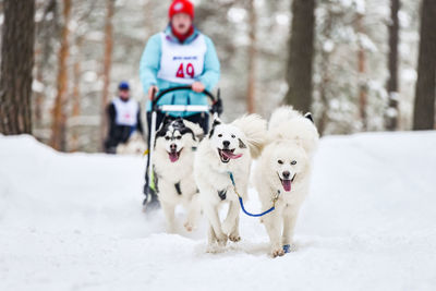 View of a dog in snow