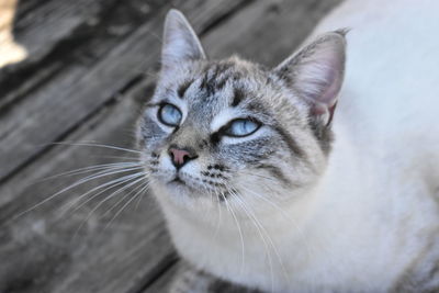 Close-up portrait of a cat