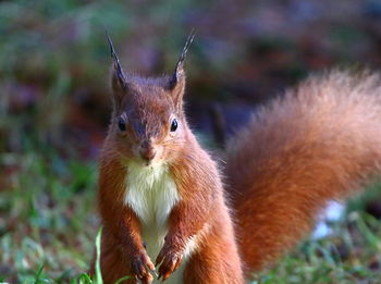 Close-up of squirrel