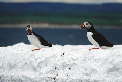 Puffins with fish.