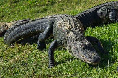 Close up view of lizards alligators gators on grass