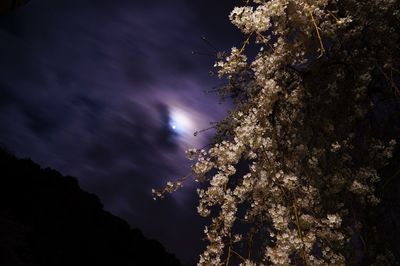 Low angle view of trees against sky