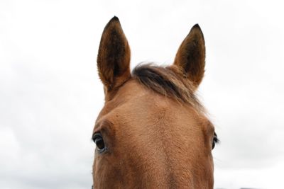 Close-up of horse against white background