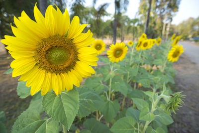 Close-up of yellow sunflower