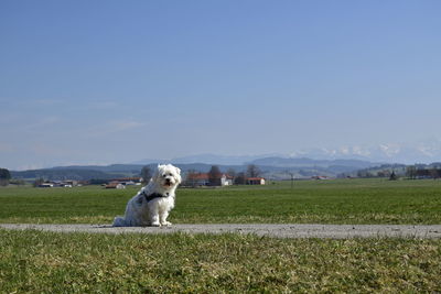 Dog looking away on field