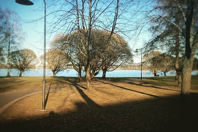 tree, bare tree, branch, tranquility, tree trunk, tranquil scene, sky, shadow, nature, scenics, day, sunlight, beauty in nature, clear sky, bench, empty, outdoors, built structure, park - man made space, landscape