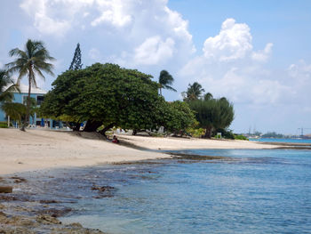 Palm trees on beach against sky