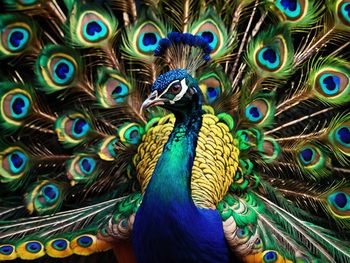 Full frame shot of peacock