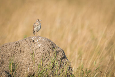 Bird perching on rock