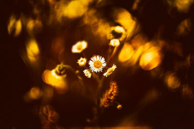 Close-up of flowers