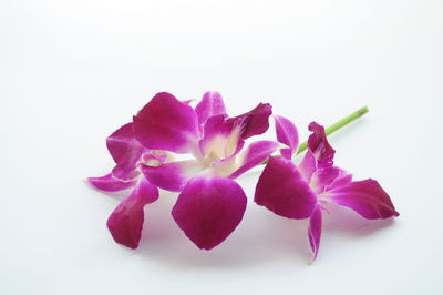 Close-up of pink flower over white background