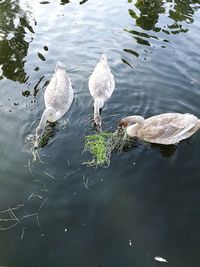 High angle view of ducks swimming in lake