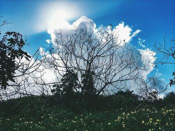 Low angle view of bare trees against blue sky