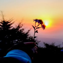 Silhouette person holding plant against sky during sunset