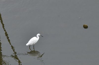 High angle view of bird in lake