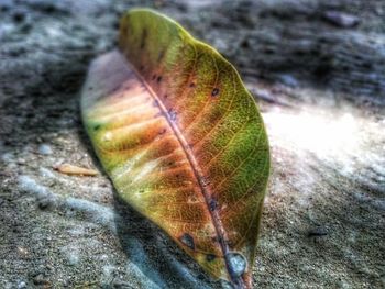Close-up of green leaf
