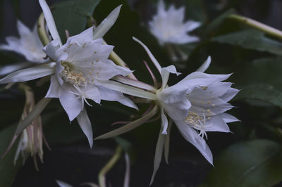 Close-up of white flowering plant in park