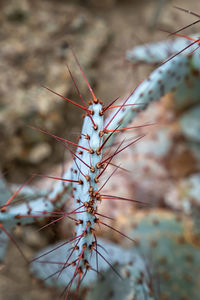 Long flower thorns of a cactus. close view.