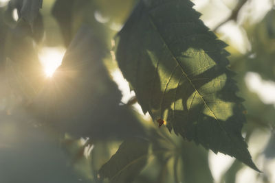 Close-up of sunlight streaming through leaves