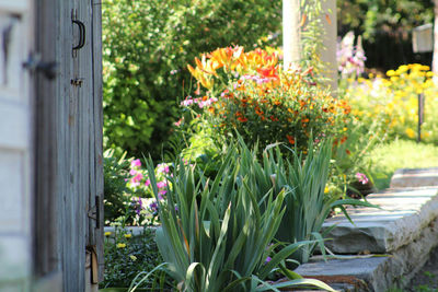 Close-up garden in bloom near shed in backyard