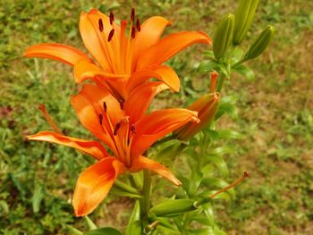 Close-up of day lily blooming outdoors