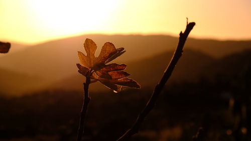 Close-up of silhouette plant against sky during sunset