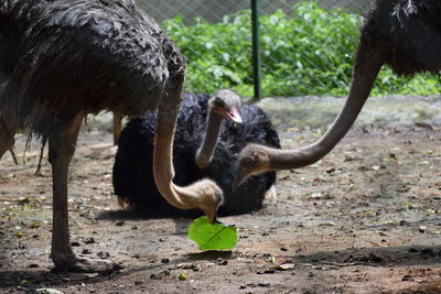 Three ostrich at zoo