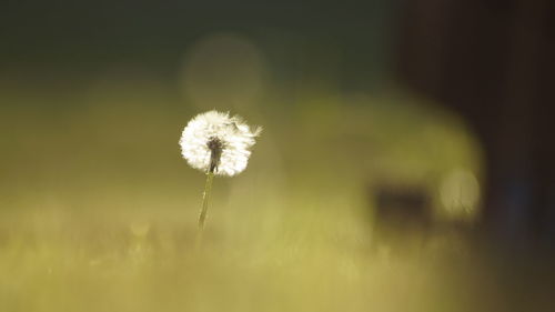 Close-up of dandelion against grass