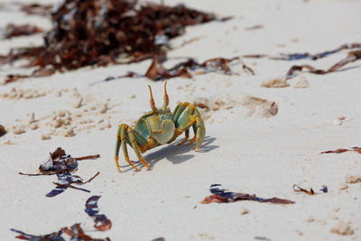 Close-up of insect on sand