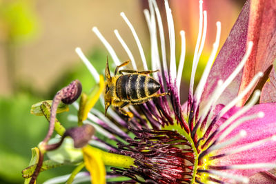 Close-up of snail on flower