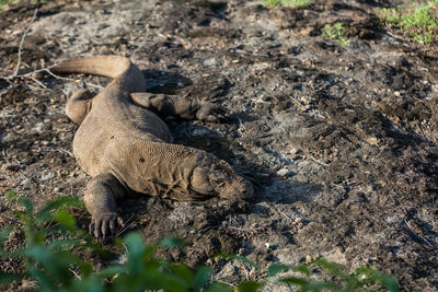 High angle view of animal on field