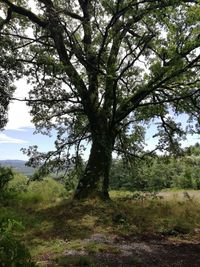 Trees growing in field