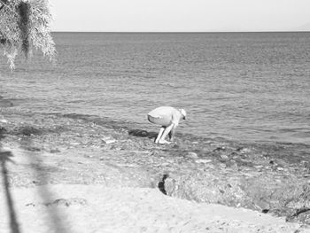 View of horse in sea