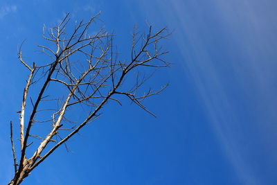 Low angle view of bare tree against clear blue sky