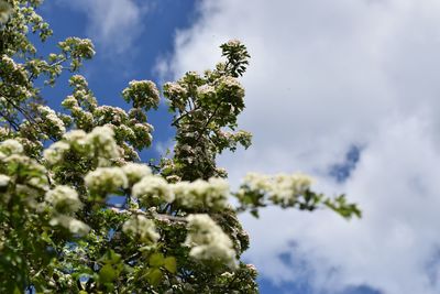 Low angle view of flowering plant against sky