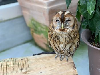 Portrait of owl perching on wood