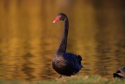 Black swan with an autumnal background 