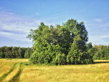 Scenic view of field against sky