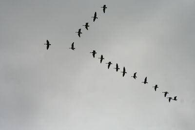 Low angle shot of flock of birds