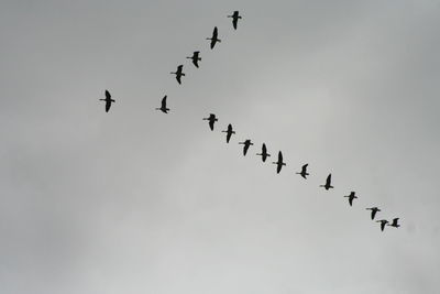 Low angle view of birds flying in sky