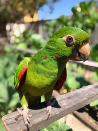 Close-up of parrot perching on tree