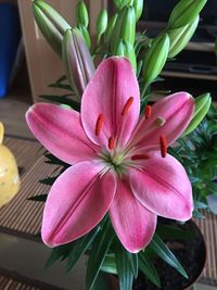 Close-up of pink flowers