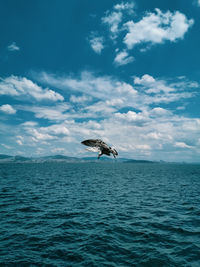 View of bird teying to catch his food in sea against sky and the sea