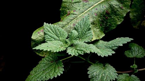 Close-up of green leaves against black background