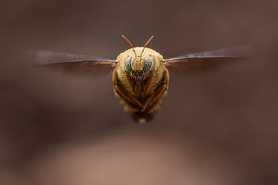 Close-up of spider